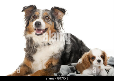 Australian Shepherd und Cavalier King Charles Spaniel Stockfoto