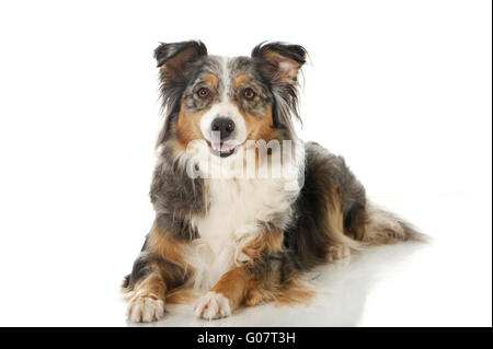 Australischer Schäferhund Stockfoto