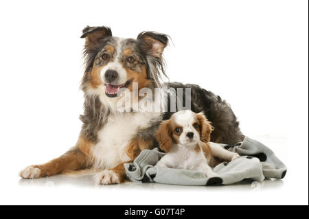 Australian Shepherd und Cavalier King Charles Spaniel Stockfoto