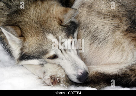 Siberian Husky in Schnee schlafen Stockfoto