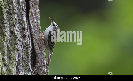 Treecreeper Stockfoto