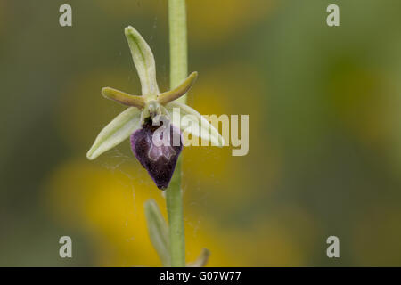 Frühen Spider Orchid Stockfoto