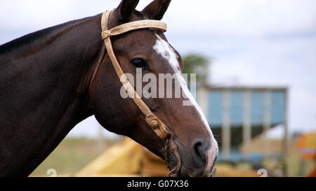 Blut-Pferd Stockfoto