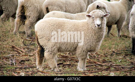 Wir sehen Sie uns Schafe Stockfoto