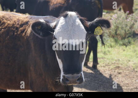 Hallo Mad Cow Stockfoto
