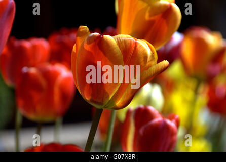 Blume Stockfoto