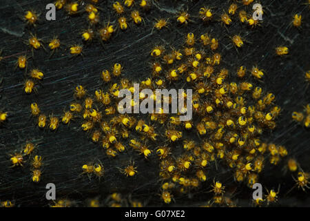 Europäische Kreuzspinne - Araneus diadematus Stockfoto