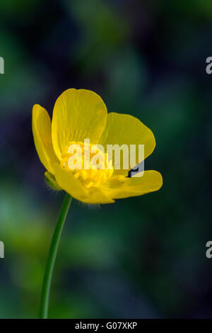 Blumen der Wiese Hahnenfuß (Ranunculus Acris); Close-up Stockfoto