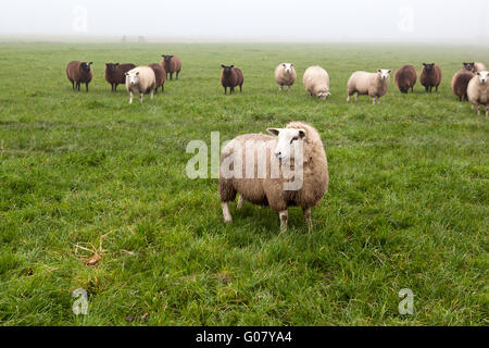 Niederländische Schafe auf der Weide im Nebel Stockfoto