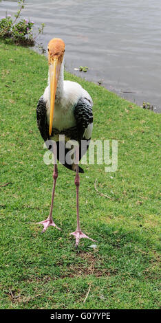 Bemalte Storch nahe dem See, Ibis leucocephalus Stockfoto