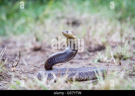 Snouted Cobra auf dem Boden, Südafrika. Stockfoto