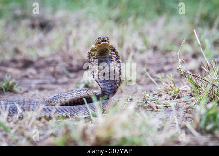 Snouted Cobra auf dem Boden, Südafrika. Stockfoto