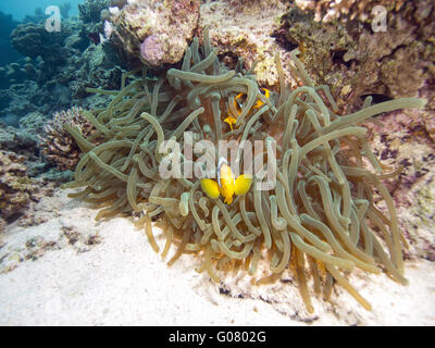 Clownfische Stockfoto