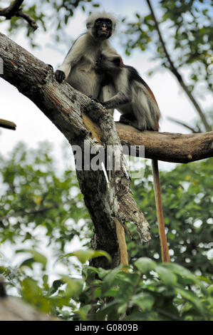 Zanzibar roten Colobus Affen, Jozani Forest Stockfoto