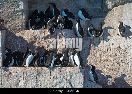 Mehreren Trottellummen hocken auf den Simsen der Vogelfelsen an Alkefjellet auf Spitzbergen, Svalbard Stockfoto