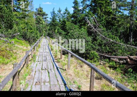 Kaltenbronner Promenade Hochmoor Wildsee Schwarzwald Stockfoto