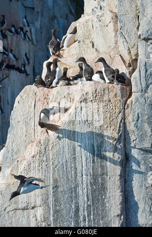 Zwei Trottellummen ausziehen aus ihrer Kolonie auf den Simsen der Vogelfelsen an Alkefjellet auf Spitzbergen, Svalbard Stockfoto