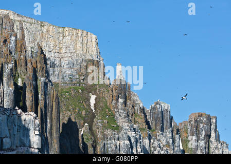 Brunnich von Guillemot überall in der Luft und auf den Vogelklippen am Alkefjellet auf Spitzbergen, Svalbard Stockfoto