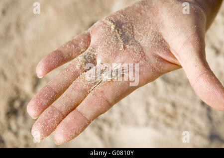 Krabbe auf der hand Stockfoto