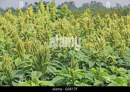 Indischer Grüner Amaranth. Als Blattgemüse, Getreide und Zierpflanzen kultiviert. Diese Gattung ist Amaranthus. Stockfoto