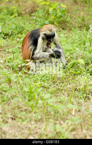 Zanzibar roten Colobus Affen, Jozani Forest Stockfoto