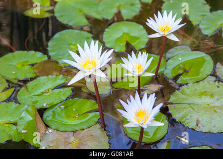 Vier weiße Seerose Blume auf dem Wasser Stockfoto