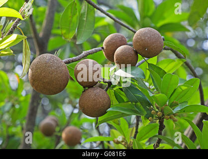 Reifende Sapodilla Früchte in einen Bio-Garten. Andere Namen - Zapota, Chikkoo Sapota. Süß-malzigen Geschmack Stockfoto