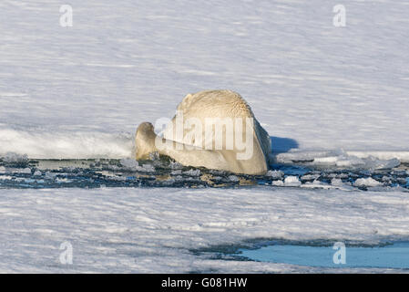 Ein Eisbär aus dem Meer auf Packeis vor der Küste von Spitzbergen, Svalbard klettern. Stockfoto