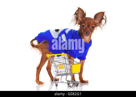 Toy Terrier mit Warenkorb isoliert auf weiss. Stockfoto