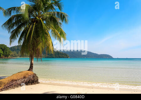 Schöne Palme auf einer tropischen Insel Strand Stockfoto