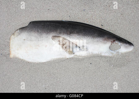 Tote Fische am Strand Kommetjie, Kapstadt, Südafrika Stockfoto