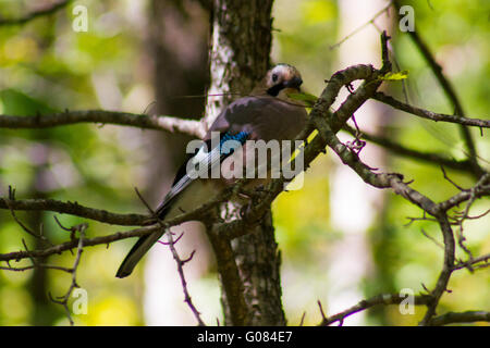Nahaufnahme von einem Eichelhäher (Garrulus Glandarius) auf einem Baum Stockfoto