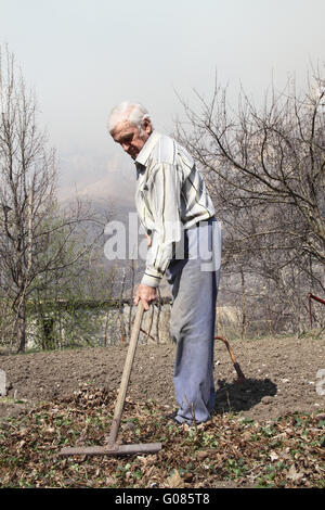 Älterer Mann reinigt Rechen Laub im Garten Stockfoto