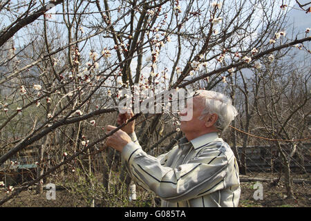 Ein älterer Mann sieht bei einer Filiale der Blüte Plüsch Stockfoto