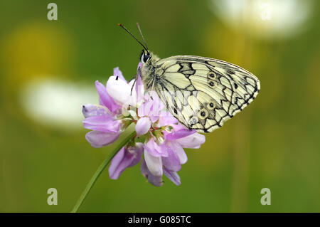 Schachbrettfalter auf Blume Stockfoto