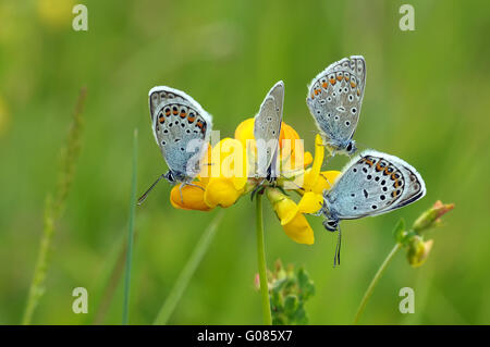 vier hauchdünn-winged Schmetterlinge Stockfoto