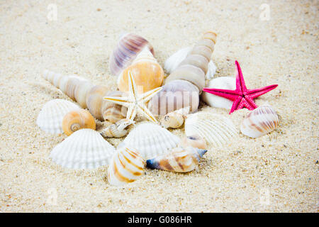 Die exotische Muschel. Schätze aus dem Meer. Stockfoto