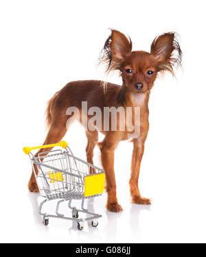 Toy Terrier mit Warenkorb isoliert auf weiss. Stockfoto