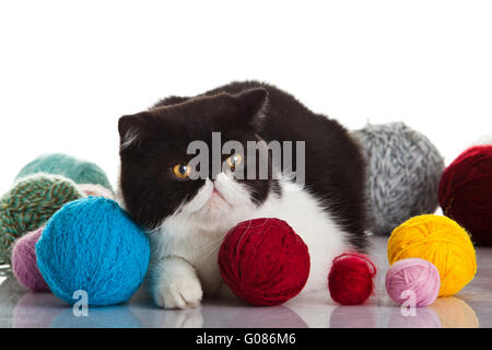 Exotische Kurzhaarkatze. Katze mit Kugeln von Threads. Stockfoto