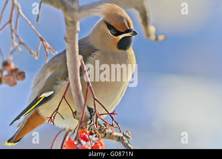 Hellen Vogel Seidenschwanz auf einem Ast Rowan. Winter. Stockfoto