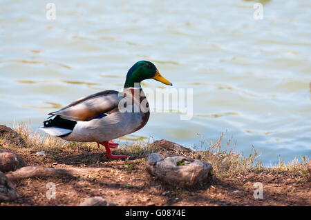 Stockente am Ufer Stockfoto