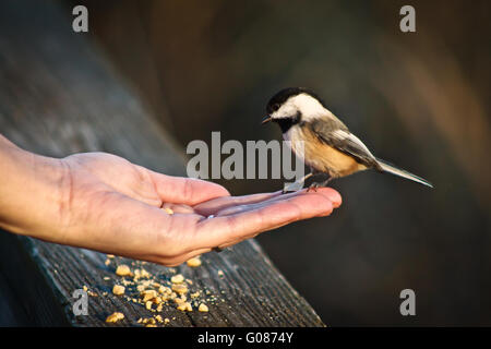 Vogel auf Seite Stockfoto