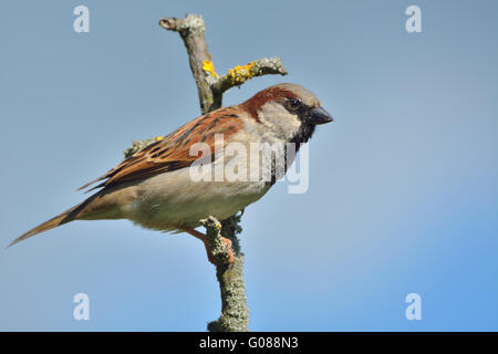 Haussperling Stockfoto