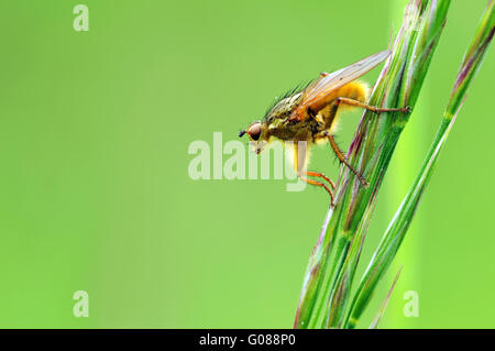 Gemeinsamen gelbe Dung fly Stockfoto