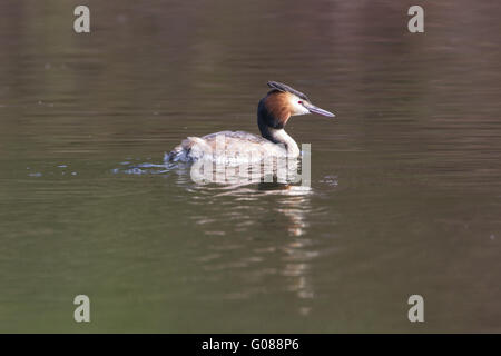 Haubentaucher (Podiceps Cristatus) am la Stockfoto