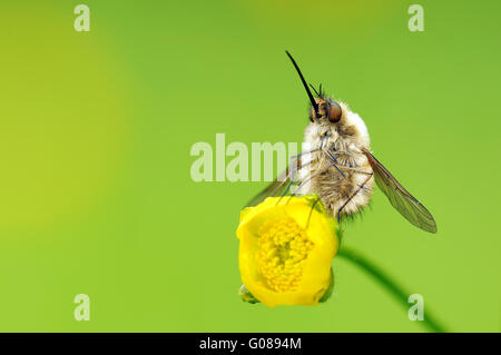 Bienen fliegen Stockfoto