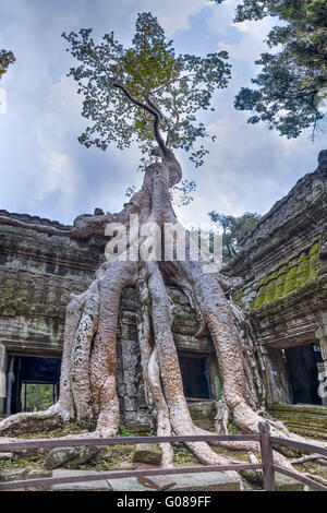 Banyanbäume wachsen an Wänden der Ta Prohm Tempel Stockfoto