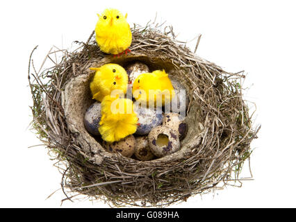 Nest mit Eiern und Hühnern auf weißem Hintergrund Stockfoto