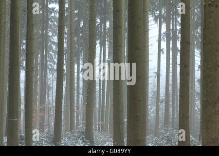 nebligen Wald Stockfoto