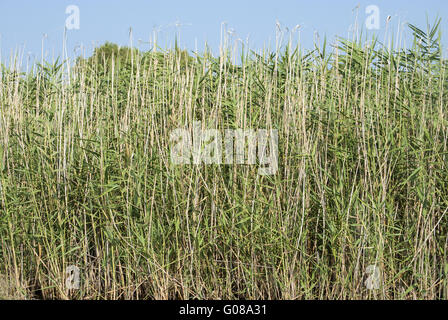 Grünen Sumpf Vegetation Closeup als Hintergrund Stockfoto